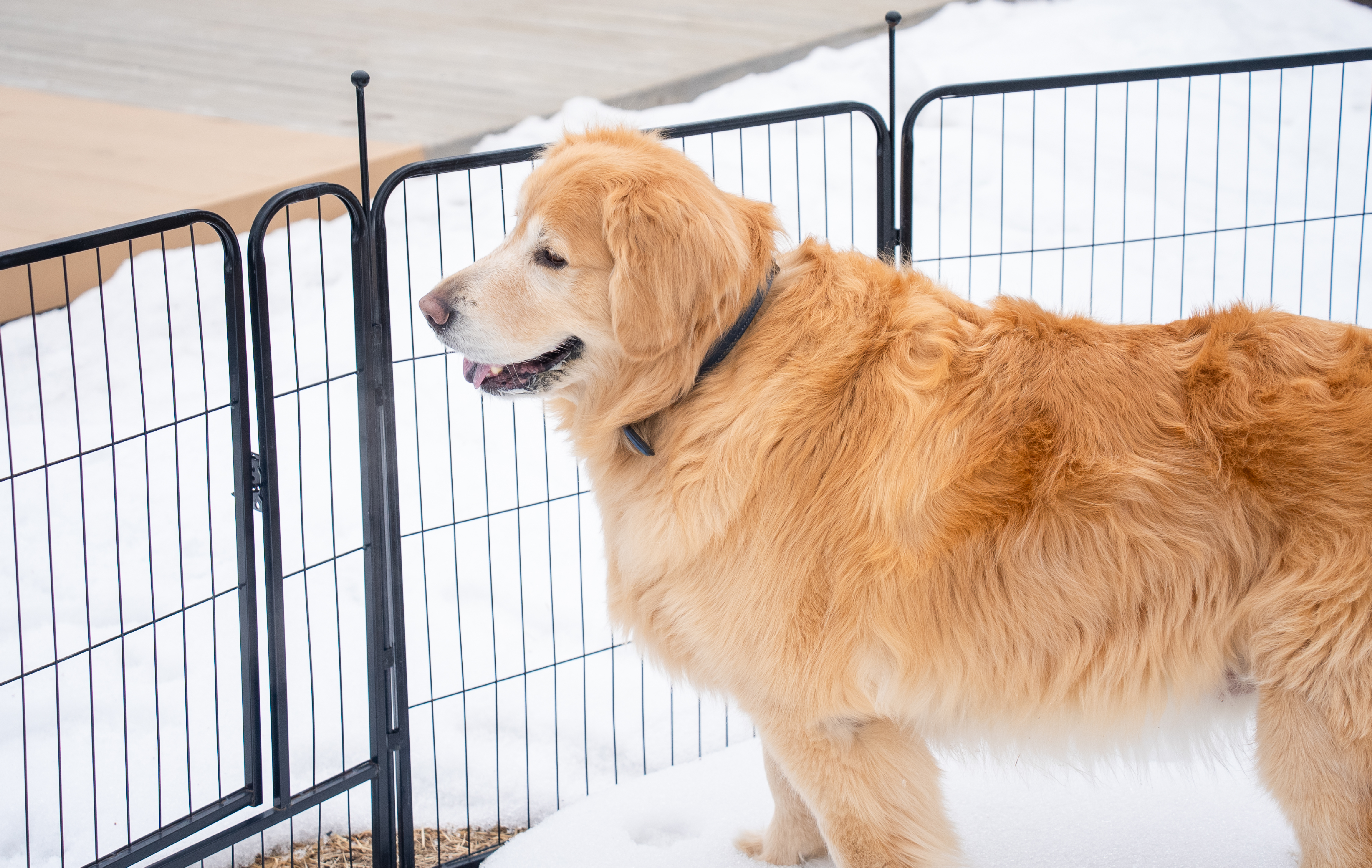 ドッグフレンドリーテント